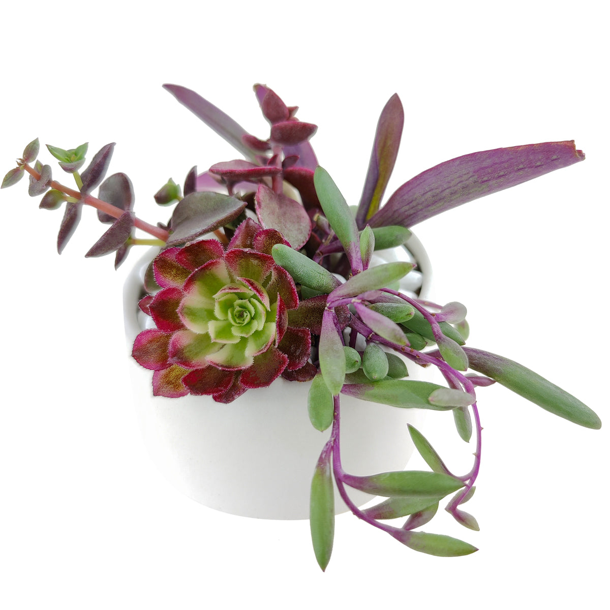 indoor succulent arrangement ideas, christmas succulent arrangement, valentine's day succulent gifts, send succulent arrangement, valentines succulent arrangement, small succulent arrangement ideas, holiday succulent gifts, succulent themed gifts, succulent pot arrangement, Plant Gifts for Men, Happy Father's Day Gift, Succulent Gift for Men