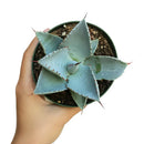 succulent, agave succulent, indoor, outdoor, Succulents shop near me, indoor succulents, Rare succulents, how to grow succulents, monthly succulents, succulent subscription, succulents garden, succulent plant, agave succulent in California, How to grow agave succulent