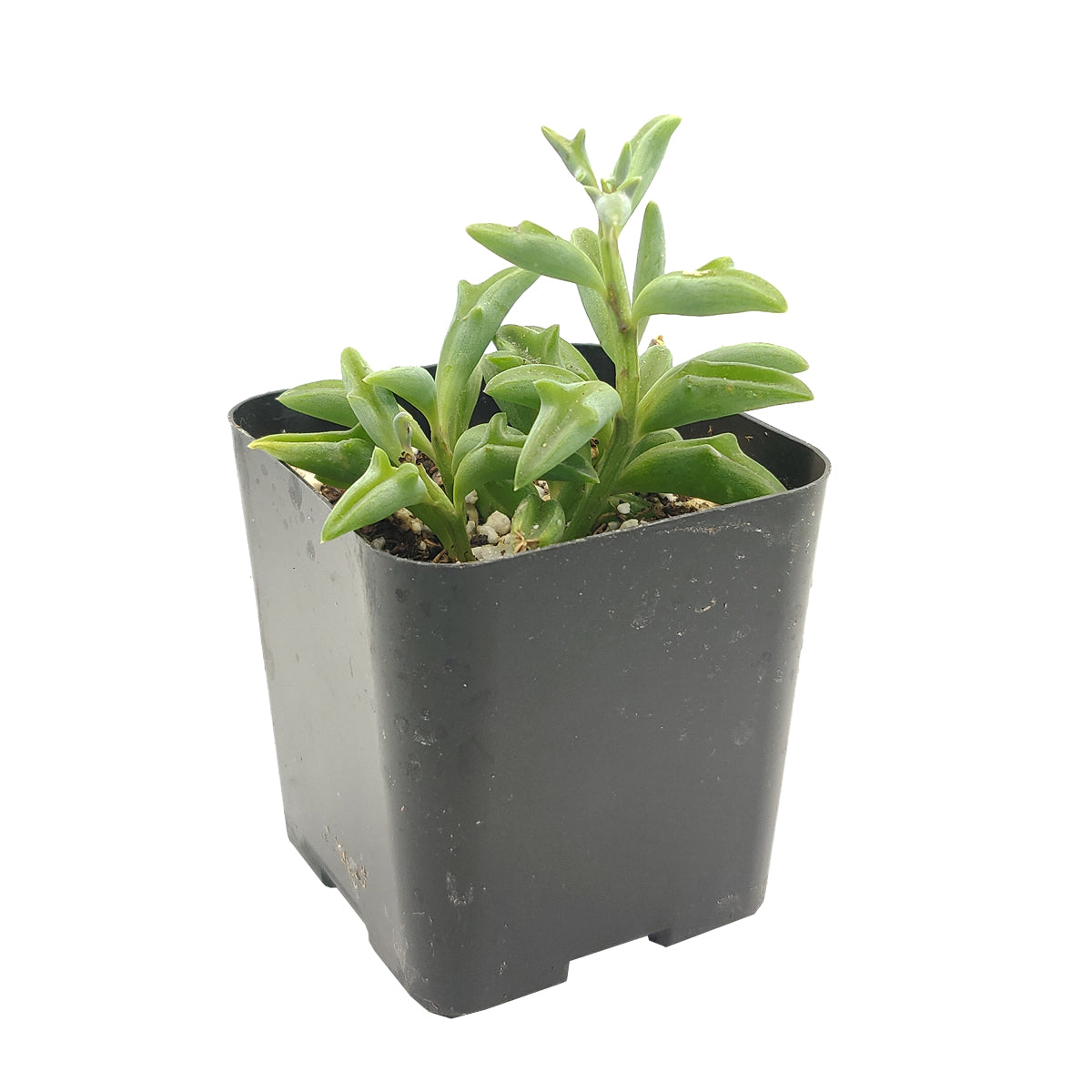 dolphin succulent home depot String of Dolphins Succulent For Sale