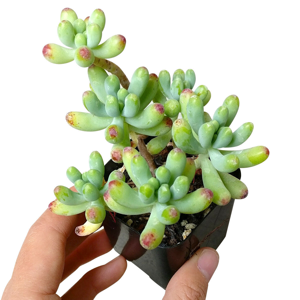 succulent that looks like jelly beans Sedum Blue Jelly Bean Pachyphyllym
