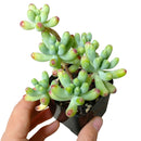 Green Jelly Bean Sedum, Sedum Pachyphyllym For Sale, chubby succulent plant, How to grow sedum pachyphyllum, Sedum Pork and Beans succulent plant, where to buy succulent online