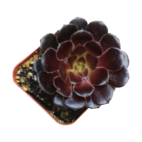 buy black succulent Black Rose Zwartkop Aeonium