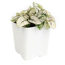 white hypoestes polka dot plant, hypoestes splash white, white splash select polka dot plant, polka dot plant green and white, white splash polka dot plant