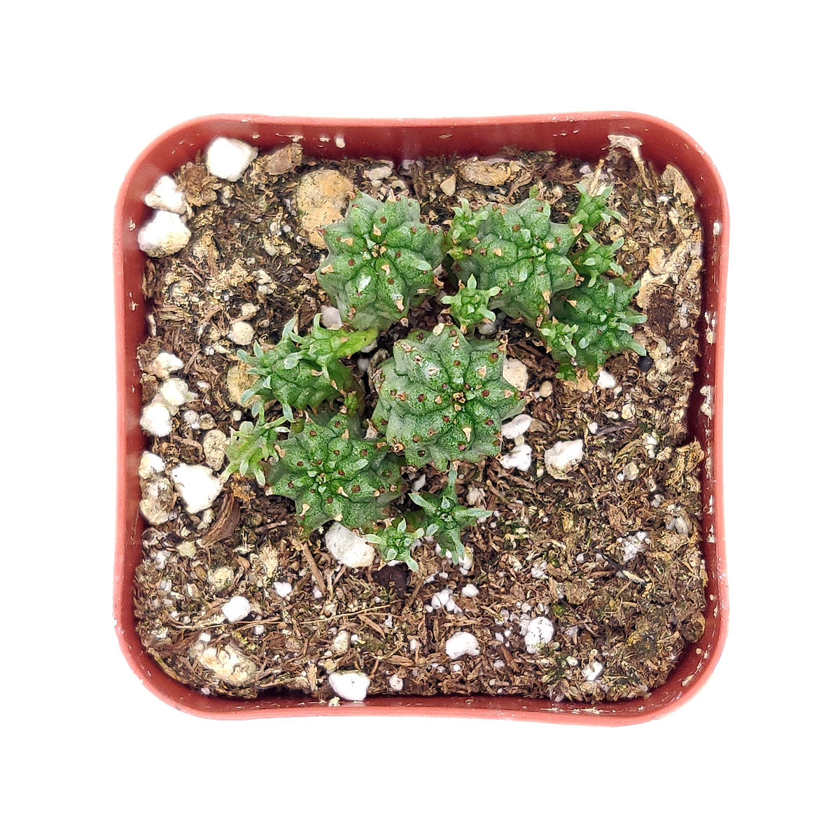 monstrose succulents Euphorbia Monstrose Succulent