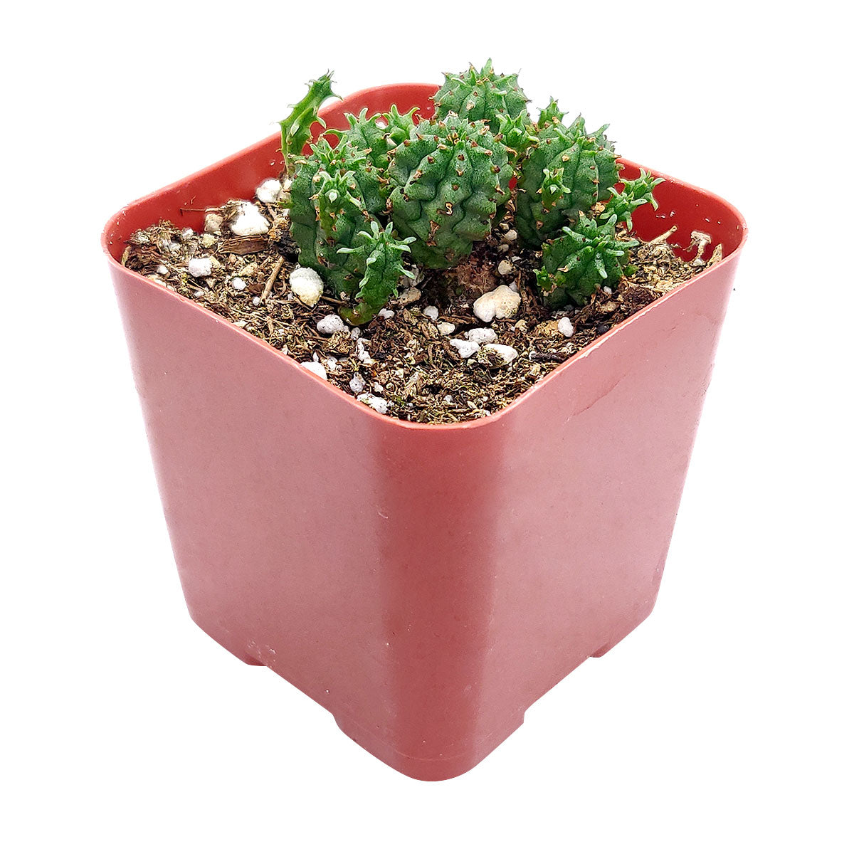 Euphorbia Cactus, Euphorbia Succulent, Monstrose Succulent, Euphorbias Plant, Unique Shape Plant, Rare Succulent, Monstrose Cactus, cactus, cactus succulent, succulent cactus, cacti, cactus and succulents, succulents box, succulent shop, buy succulents online