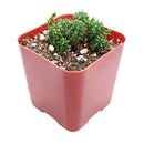 Euphorbia Cactus, Euphorbia Succulent, Monstrose Succulent, Euphorbias Plant, Unique Shape Plant, Rare Succulent, Monstrose Cactus, cactus, cactus succulent, succulent cactus, cacti, cactus and succulents, succulents box, succulent shop, buy succulents online