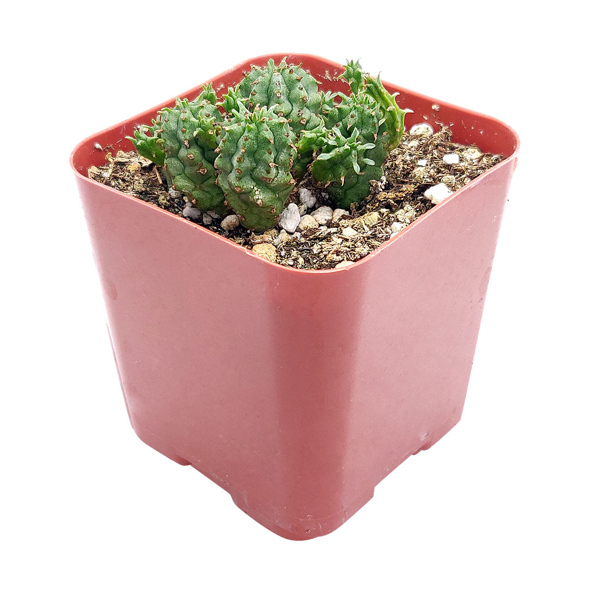 euphorbia succulent types Euphorbia Monstrose Succulent - Unique Shape Cactus for Home Office Decor
