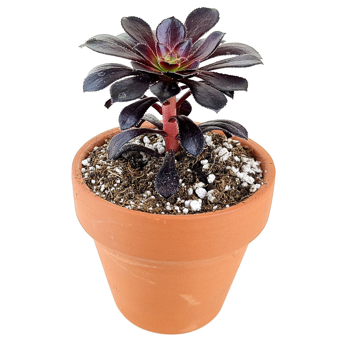 black rose succulent for sale Black Rose Zwartkop Aeonium