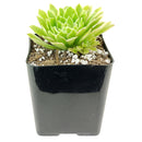 Succulent for sale, How to grow and care for Aeonium Succulent Plant, Aeonium Emerald Ice Propagation, Premium Succulent Gift Box for any occasion, Aeonium Emerald Ice