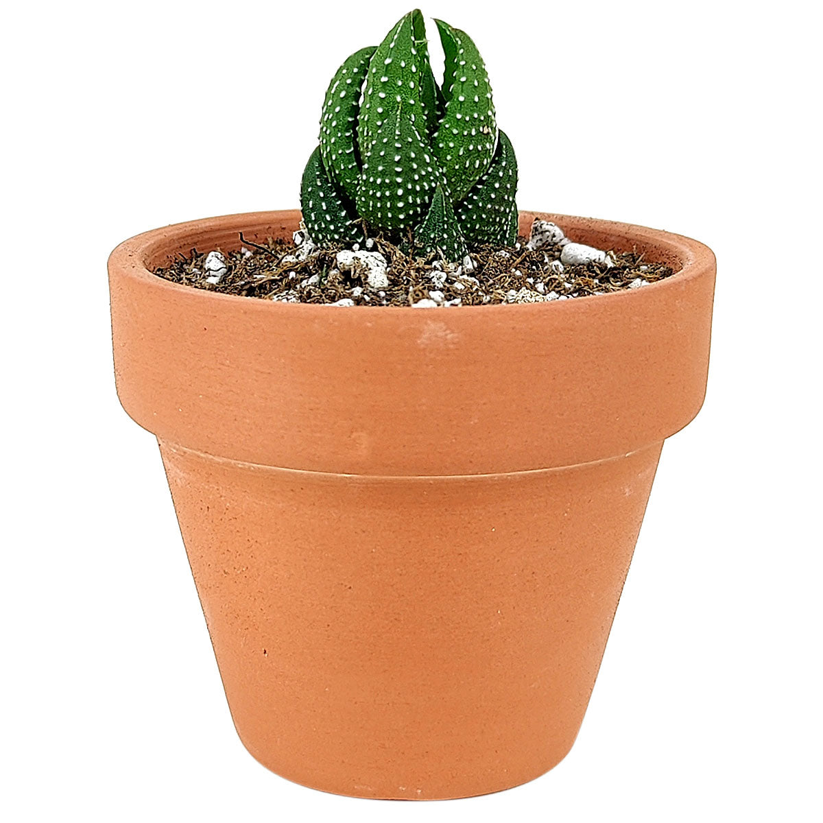 african palm tree succulent Haworthia Pumila (African Pearl) Succulent