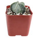 Bishop’s cap cactus, cactus, succulent plant, succulent care, succulents, indoor succulents, succulents garden, succulent subscription, monthly succulents, succulent care guide, succulent care tips, outdoor succulents, succulents shop in California, bishop cactus in California, how to grow bishop&#39;s cap succulent, cactus, cactus succulent, succulent cactus, cacti, cactus and succulents, succulents box, succulent shop, buy succulents online