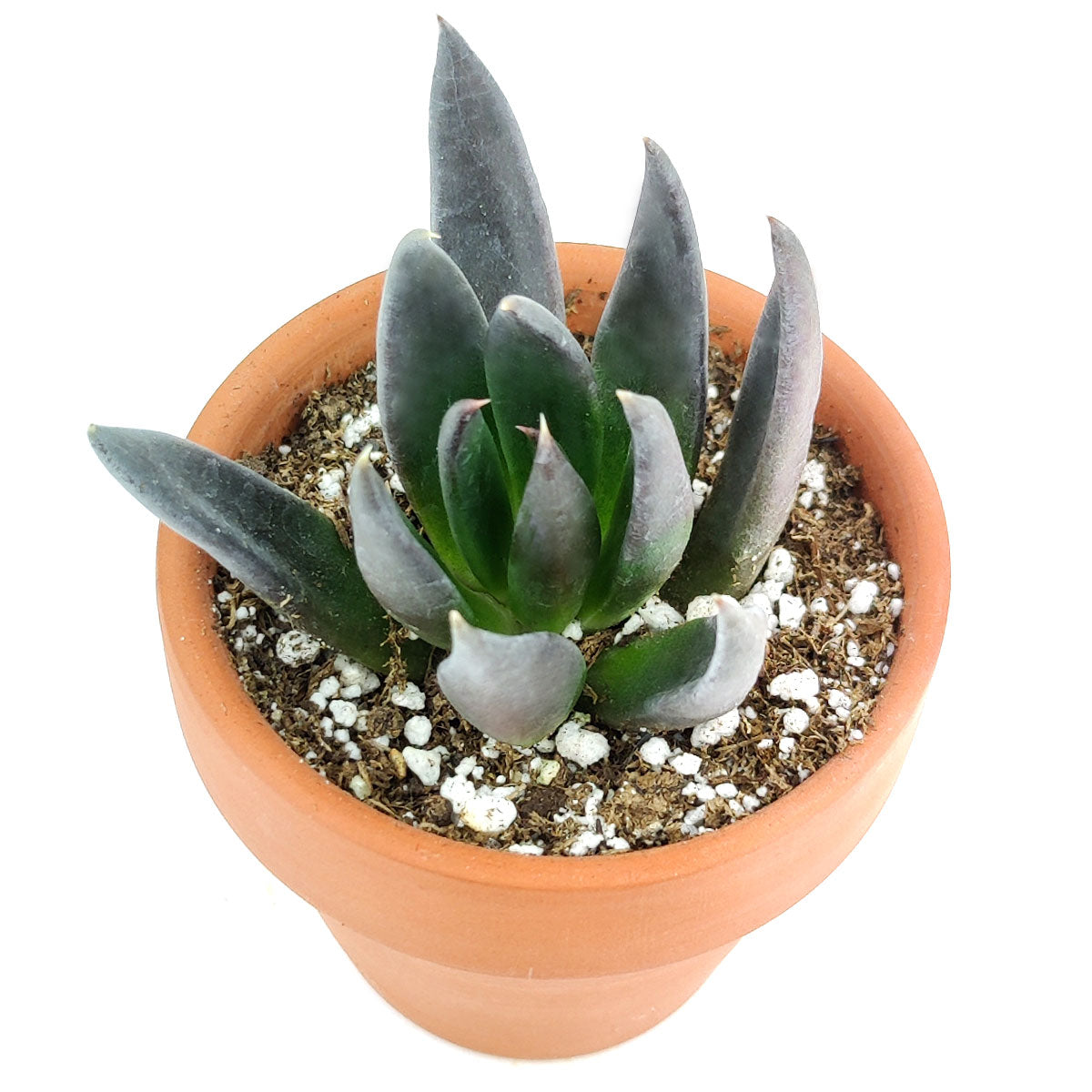 Echeveria Black Knight 2 inch/ 4 inch Clay Pot for Sale, Black Knight Dark Dramatic Rosette Succulents, Black Succulents for Halloween, Perfect Halloween Indoor Succulents