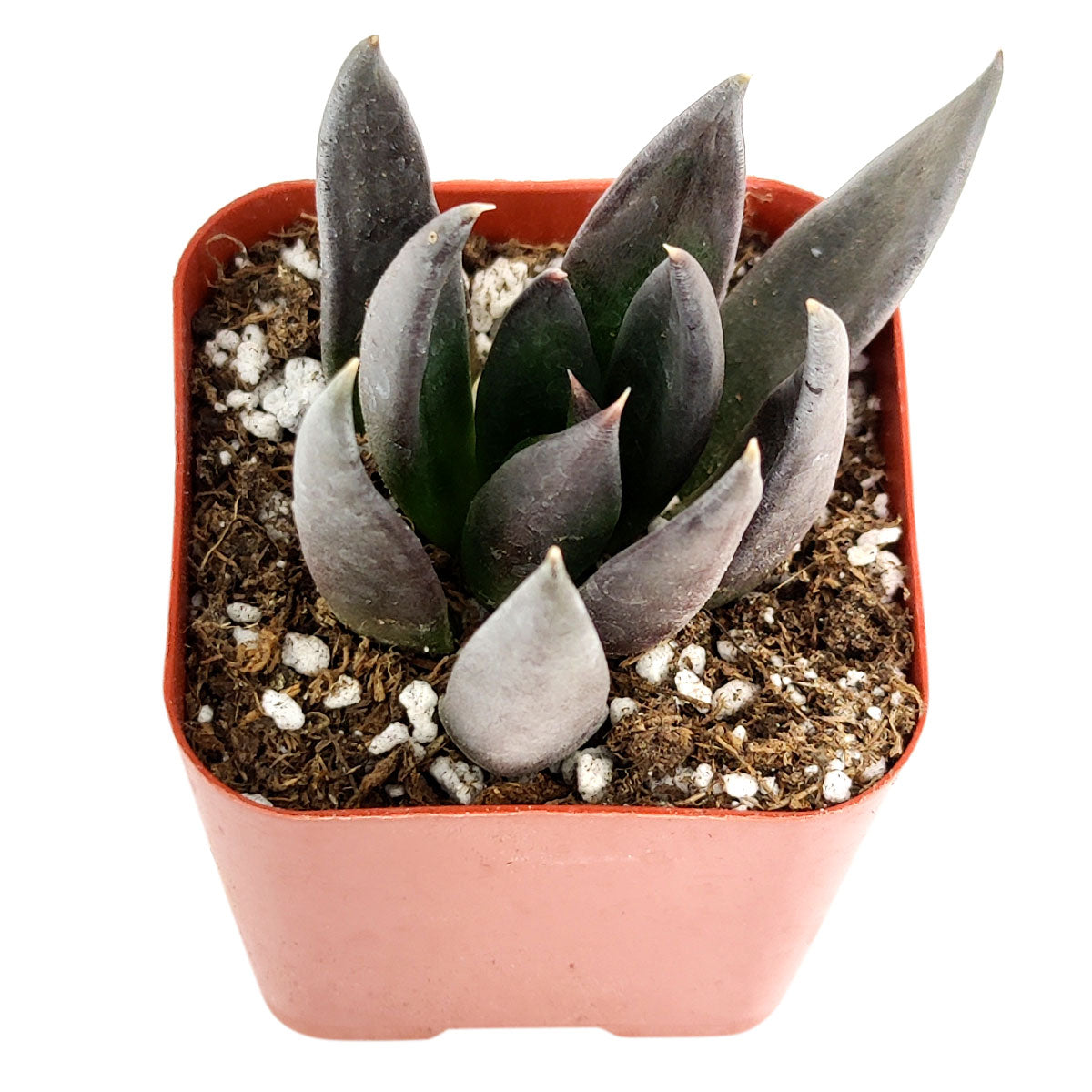 Black Succulents for Halloween Gift Decor Ideas, Best Place to buy Echeveria Black Knight 2in 4in Online, Types of Rare Echeveria Succulents