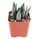 Echeveria Black Prince Succulent, indoor succulents, echeveria, echeveria succulent, echeveria types, succulent echeveria, buy succulents online, succulent shop, succulent store, echeveria plant, carer tips for growing echeveria succulent plants