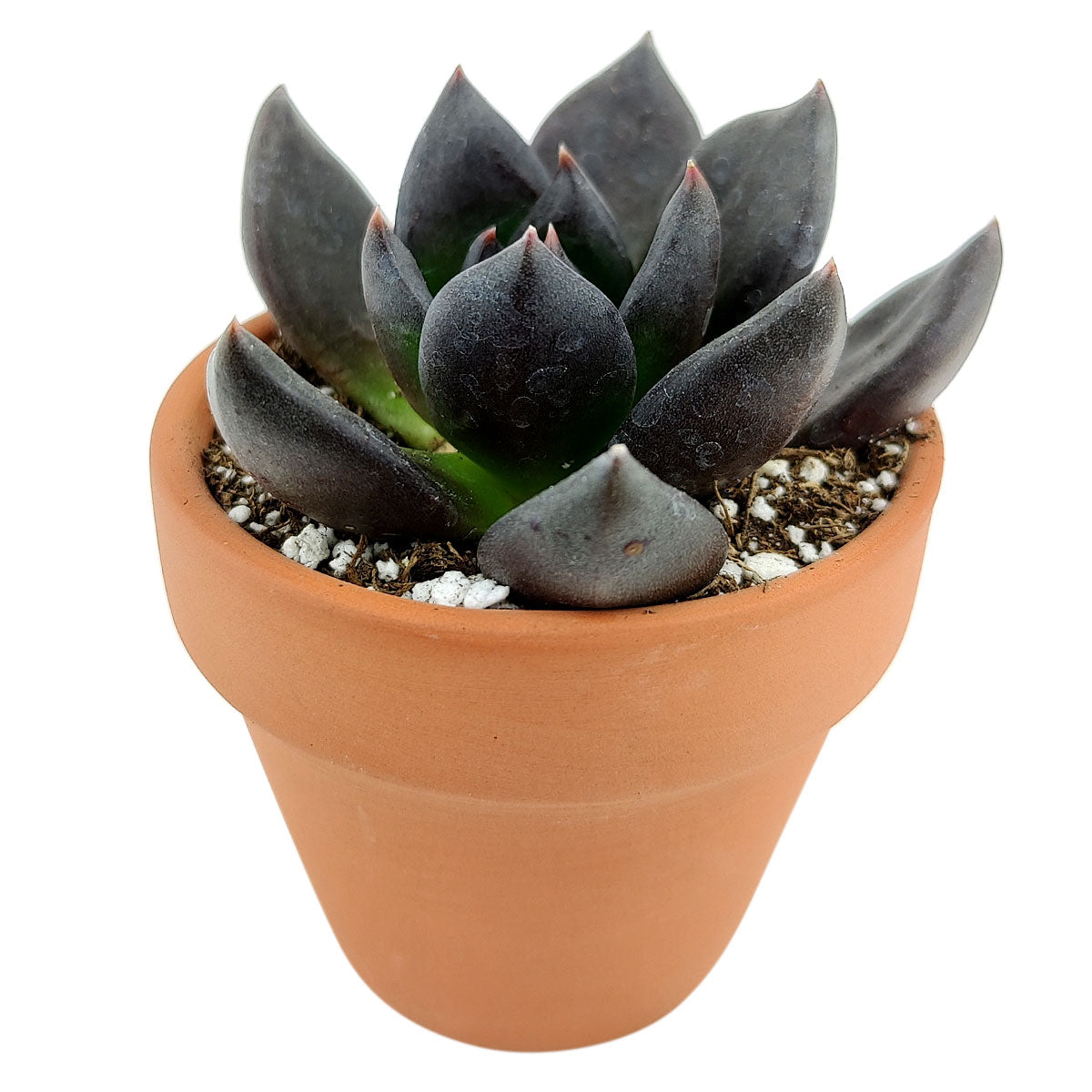 Rare Echeveria Black Knight 2 inch/ 4 inch/ 6 inch Clay Pot for Sale, Black Succulents for Halloween, Perfect Halloween Indoor Succulents, Halloween Live Plant Gift