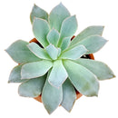 How to care forBlue Fairy Succulent, How to make your succulent pink, How to change succulent color, How to make Blue Fairy Succulent turn pink, Succulent turning pink, How to make succulents change color, How to grow colorful succulents, echeveria, echeveria succulent, echeveria types, succulent echeveria, buy succulents online, succulent shop, succulent store, echeveria plant,  indoor succulents