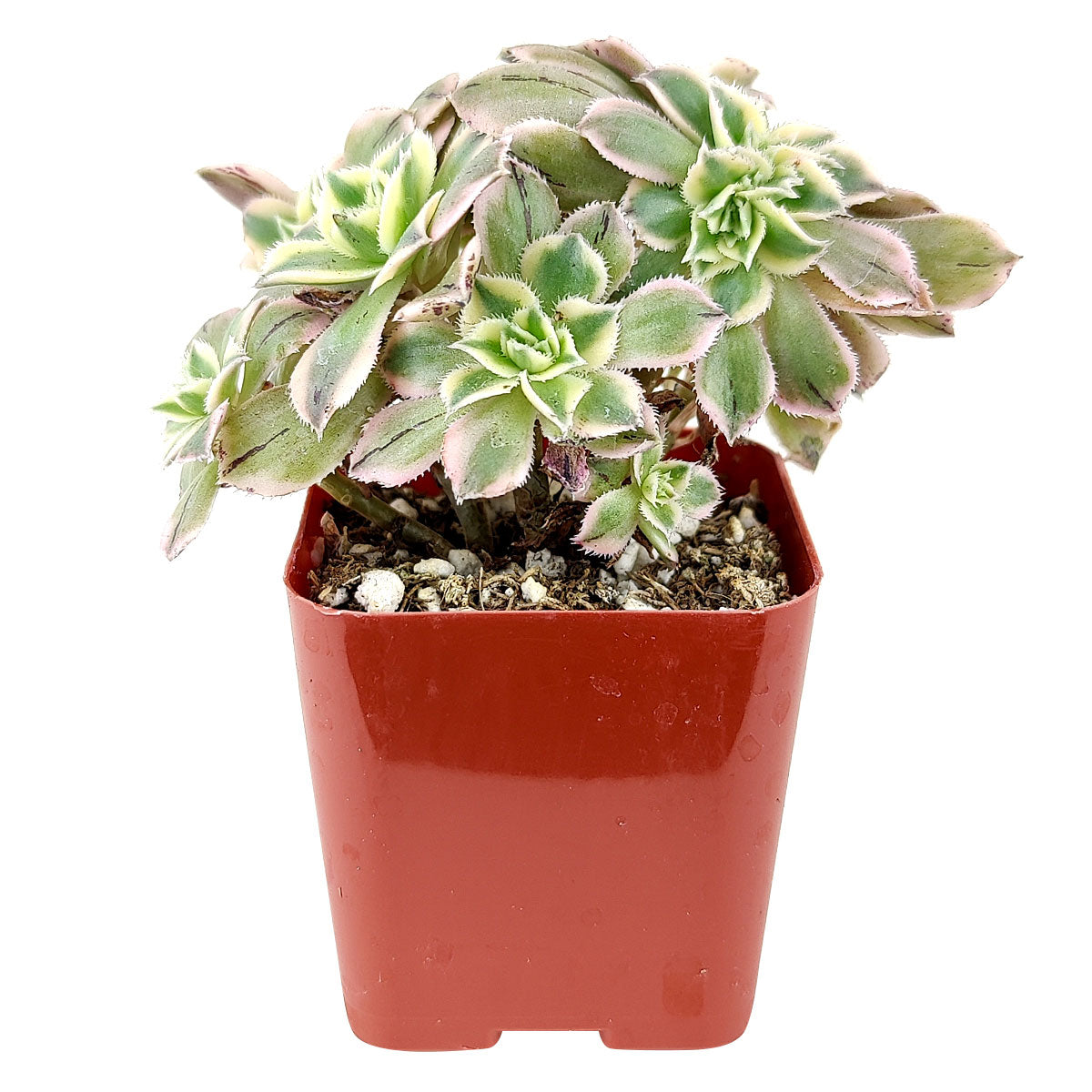 crested sunburst succulent Rare Crested Aeonium Sunburst Succulent