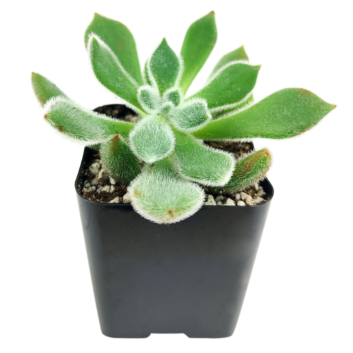 doris taylor succulent care Echeveria Doris Taylor Mexican Firecracker Wolly Rose