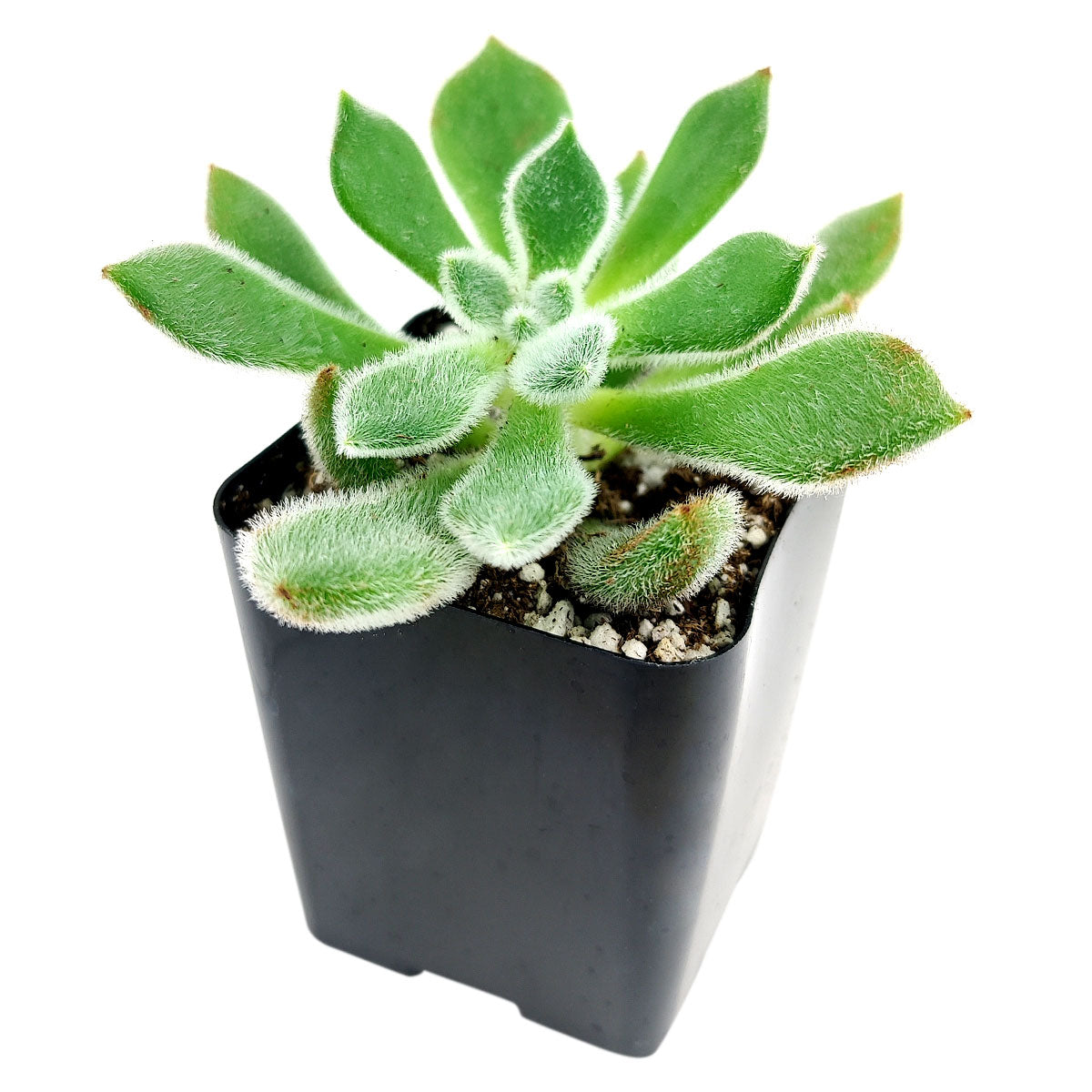 Echeveria Doris Taylor, succulent care, Succulents, how to grow succulents, succulents store in CA, succulents garden, succulent subscription, Echeveria Doris Taylor in California, How to grow Echeveria Doris Taylor, How to care echeveria succulents for thanksgiving, Easter echeveria gift, Echeveria gift for thanksgiving, Easter eggs echeveria, echeveria, echeveria succulent, echeveria types, succulent echeveria, buy succulents online, succulent shop, succulent store, echeveria plant, indoor succulents