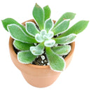 Echeveria Doris Taylor Succulent, christmas plants, buy Echeveria Doris Taylor Succulent online, Echeveria Doris Taylor Succulent for sale, unique succulents