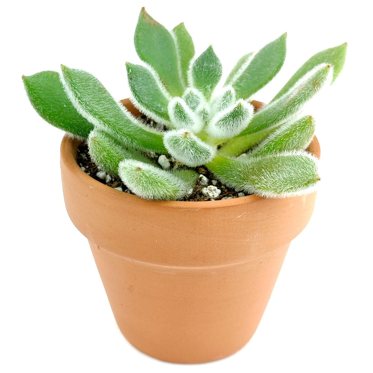 Echeveria Doris Taylor, succulent care, Succulents, how to grow succulents, succulents store in CA, succulents garden, succulent subscription, Echeveria Doris Taylor in California, How to grow Echeveria Doris Taylor, How to care echeveria succulents for thanksgiving, Easter echeveria gift, Echeveria gift for thanksgiving, Easter eggs echeveria, echeveria, echeveria succulent, echeveria types, succulent echeveria, buy succulents online, succulent shop, succulent store, echeveria plant, indoor succulents