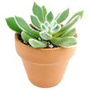 Echeveria Doris Taylor Succulent, christmas plants, buy Echeveria Doris Taylor Succulent online, Echeveria Doris Taylor Succulent for sale, unique succulents