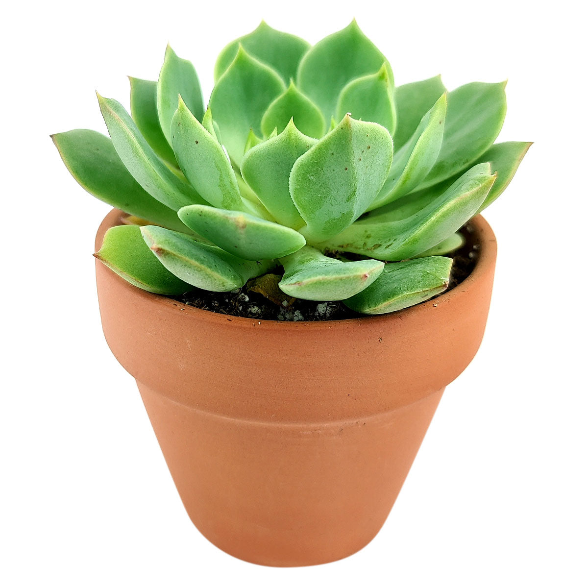 Echeveria Ramillette Succulent Plant, Mexican Hens and Chicks, Apple Green Rosettes, Buy Succulents Online, Shop Succulents in California, Succulents Home Decor, Types of Echeveria Succulents, Easter echeveria gift, Echeveria gift for thanksgiving, echeveria, echeveria succulent, echeveria types, succulent echeveria, buy succulents online, succulent shop, succulent store, echeveria plant, indoor succulents