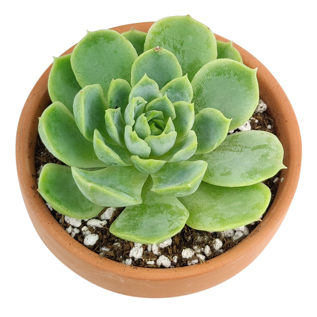 Echeveria Lime and Chili Succulent, Echeveria Lime n Chile Plant, Lime Green Rosettes, Buy Succulents Online, Shop Succulents in California, Lime Green Echeveria Succulent Plant, Rosettes Succulent, Thanksgiving succulents gift, Easter succulents idea, Growing succulents for thanksgiving, echeveria, echeveria succulent, echeveria types, succulent echeveria, buy succulents online, succulent shop, succulent store, echeveria plant, indoor succulents