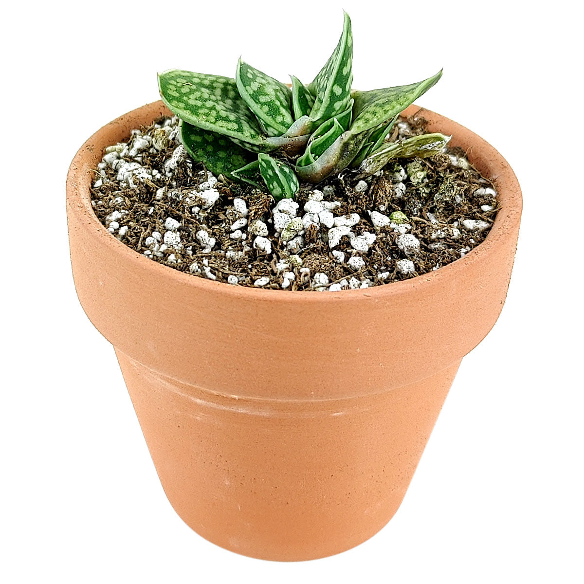 gasteria little warty, aloe vera, green succulent, succulent box, delivery box, succulent species, succulent garden, diy succulent, cactus green, garden gift, cool garden ideas, growing succulent, creative landscapes