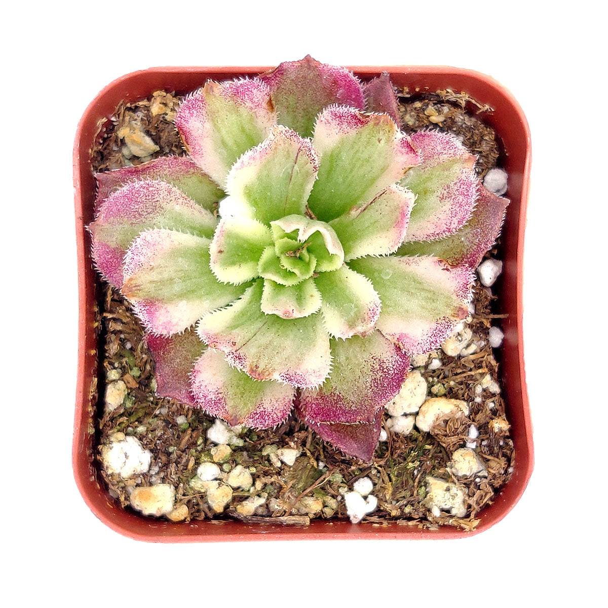 Aeonium Mardi Gras, Succulents, succulent care guide, Succulents shop near me, succulent care, succulents store in CA, succulents garden, succulent plant, monthly succulents, Aeonium Mardi Gras in California, How to grow Aeonium Mardi Gras