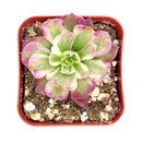 Aeonium Mardi Gras, Succulents, succulent care guide, Succulents shop near me, succulent care, succulents store in CA, succulents garden, succulent plant, monthly succulents, Aeonium Mardi Gras in California, How to grow Aeonium Mardi Gras