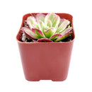 Aeonium Mardi Gras, Succulents, succulent care guide, Succulents shop near me, succulent care, succulents store in CA, succulents garden, succulent plant, monthly succulents, Aeonium Mardi Gras in California, How to grow Aeonium Mardi Gras