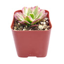 Aeonium Mardi Gras, Succulents, succulent care guide, Succulents shop near me, succulent care, succulents store in CA, succulents garden, succulent plant, monthly succulents, Aeonium Mardi Gras in California, How to grow Aeonium Mardi Gras