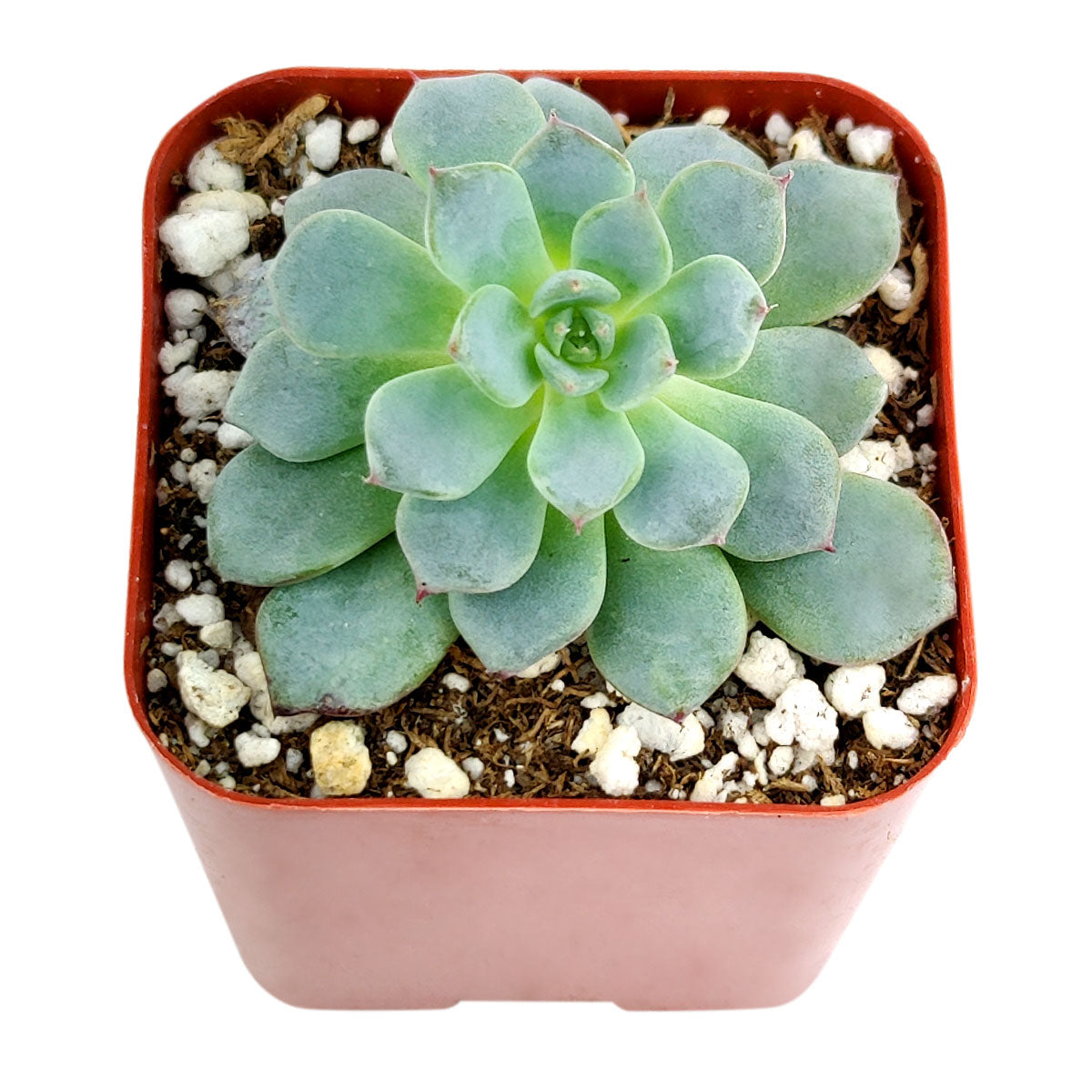 blue succulent plants for sale Echeveria Minima Blue Rosette Succulent For Sale 2 inch / White Modern Pot by Succulents Box