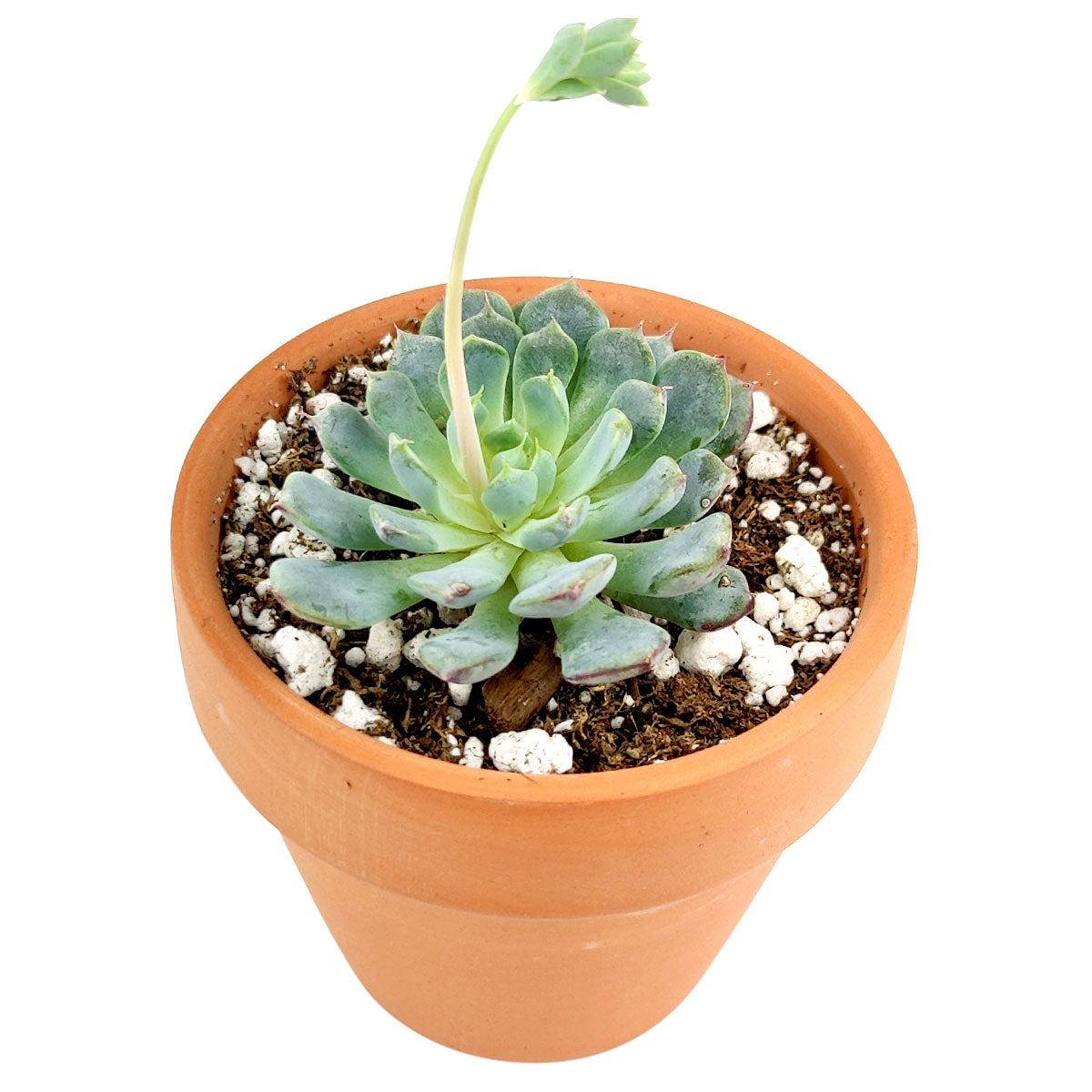 minima succulent Echeveria Minima Blue Rosette Succulent For Sale 2 inch / White Modern Pot by Succulents Box