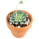 Echeveria Minima for sale, Rare succulents, succulent care, succulent subscription, Succulents shop near me, succulents store in CA, succulents garden, Echeveria Minima Blue Rosette in California, How to grow Echeveria Minima Blue Rosette, Succulents for thanksgiving, Thanksgiving succulents gift, Easter succulents idea, echeveria, echeveria succulent, echeveria types, succulent echeveria, buy succulents online, succulent shop, succulent store, echeveria plant, indoor succulents