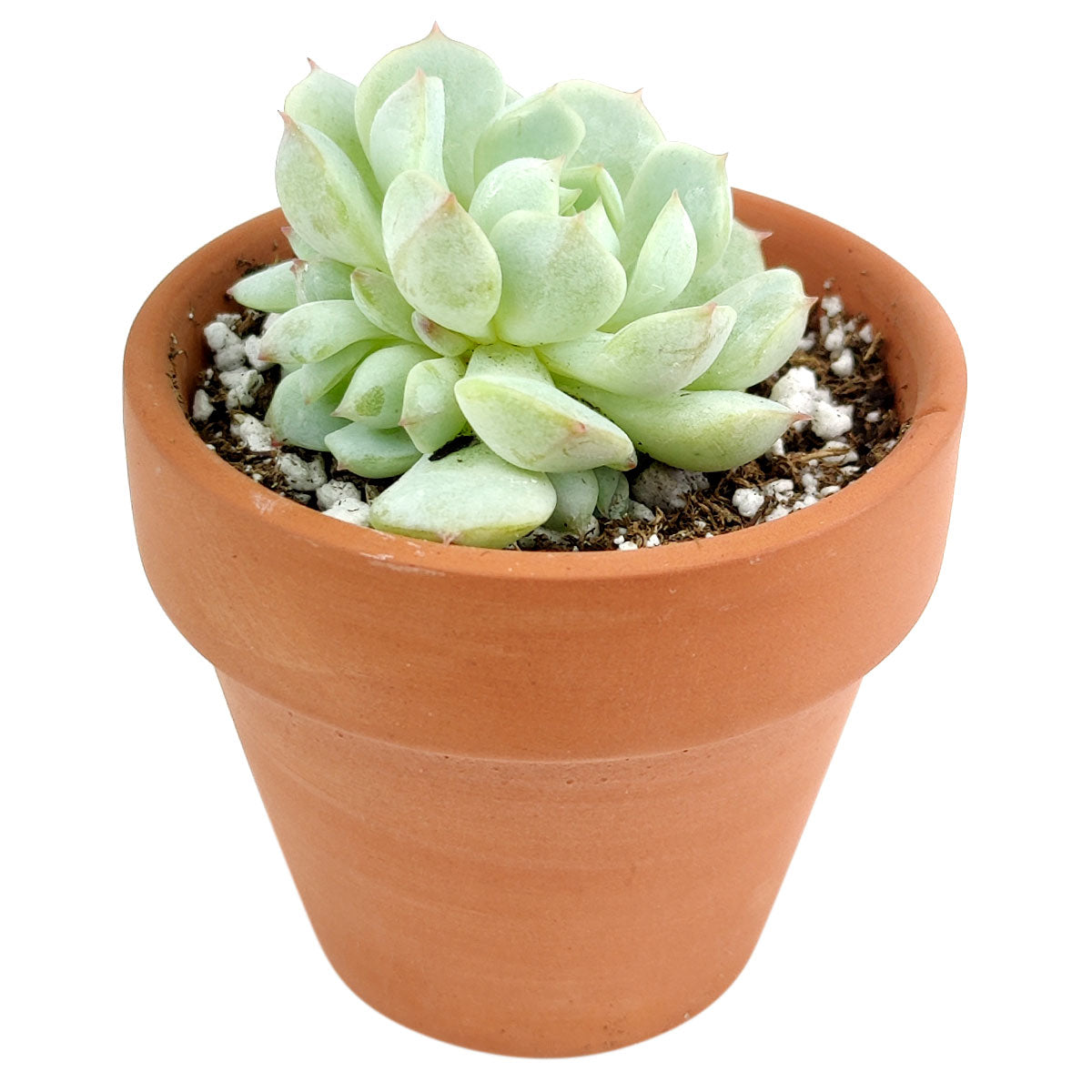 Graptoveria Moonglow for Sale, succulents garden, indoor succulents, succulents shop in California, succulent care guide, monthly succulents, succulents store in CA, succulent subscription, succulent plant, Graptoveria Moonglow in California, How to grow Graptoveria Moonglow, rare succulents, rare succulents for sale, unique succulents, buy succulents online, rare succulent, succulent shop, unusual succulents, succulent store, succulents online