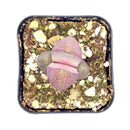 succulent plant, Rare succulents, how to grow succulents, succulent care, Succulents, Pleiopilos nelii cv. Royal Flush in California, How to grow Pleiopilos nelii cv. Royal Flush