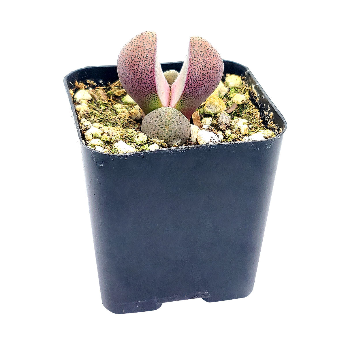 succulent mimicry Royal Flush Succulent - Purple Split Rock for Sale