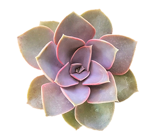 2 inch Succulent Randomly Picked