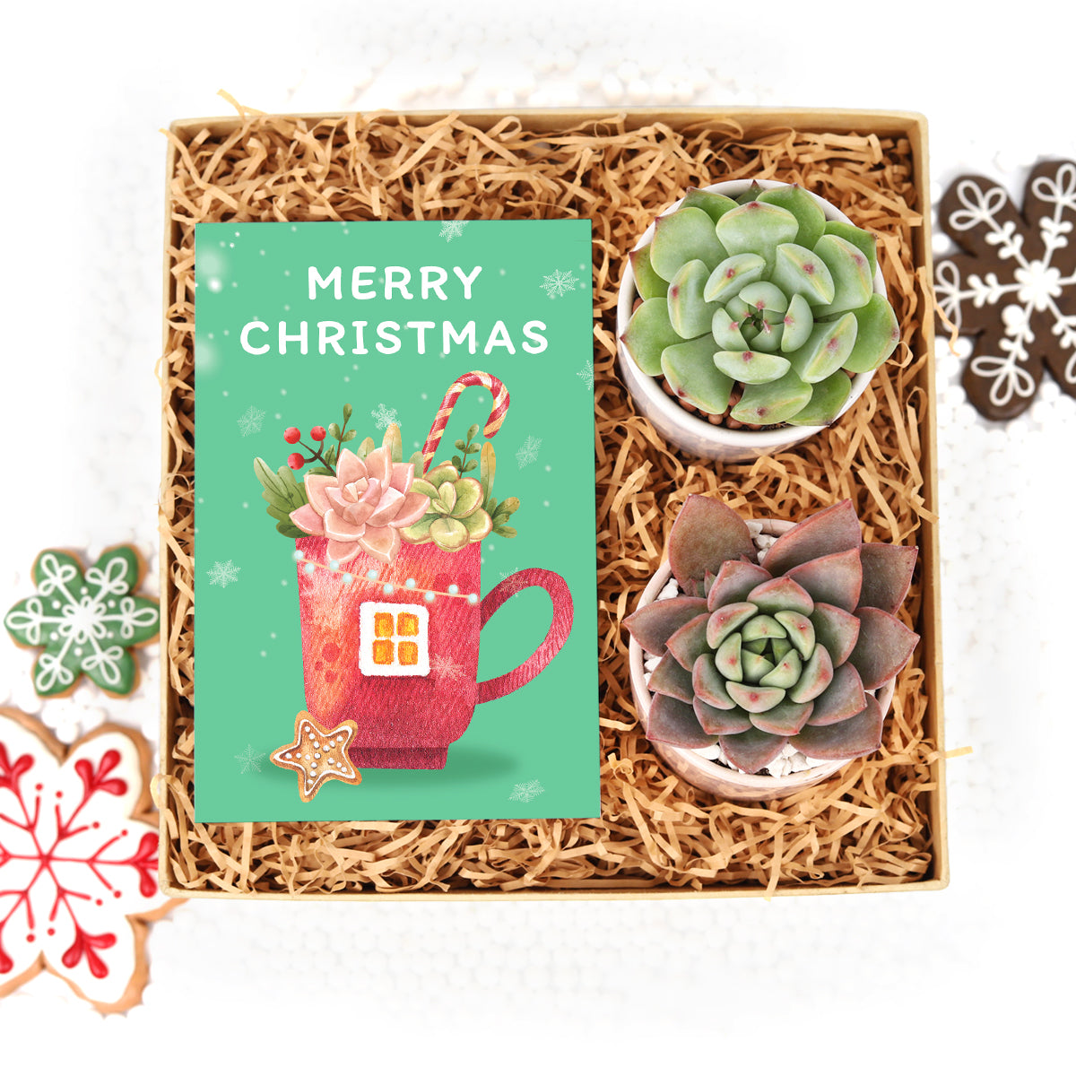 Succulent Christmas Decorations, Succulent Christmas Gift Ideas, Succulent Christmas Gift Box for Sale, Succulent Holiday Gift Box, Succulent Gift Ideas 2023