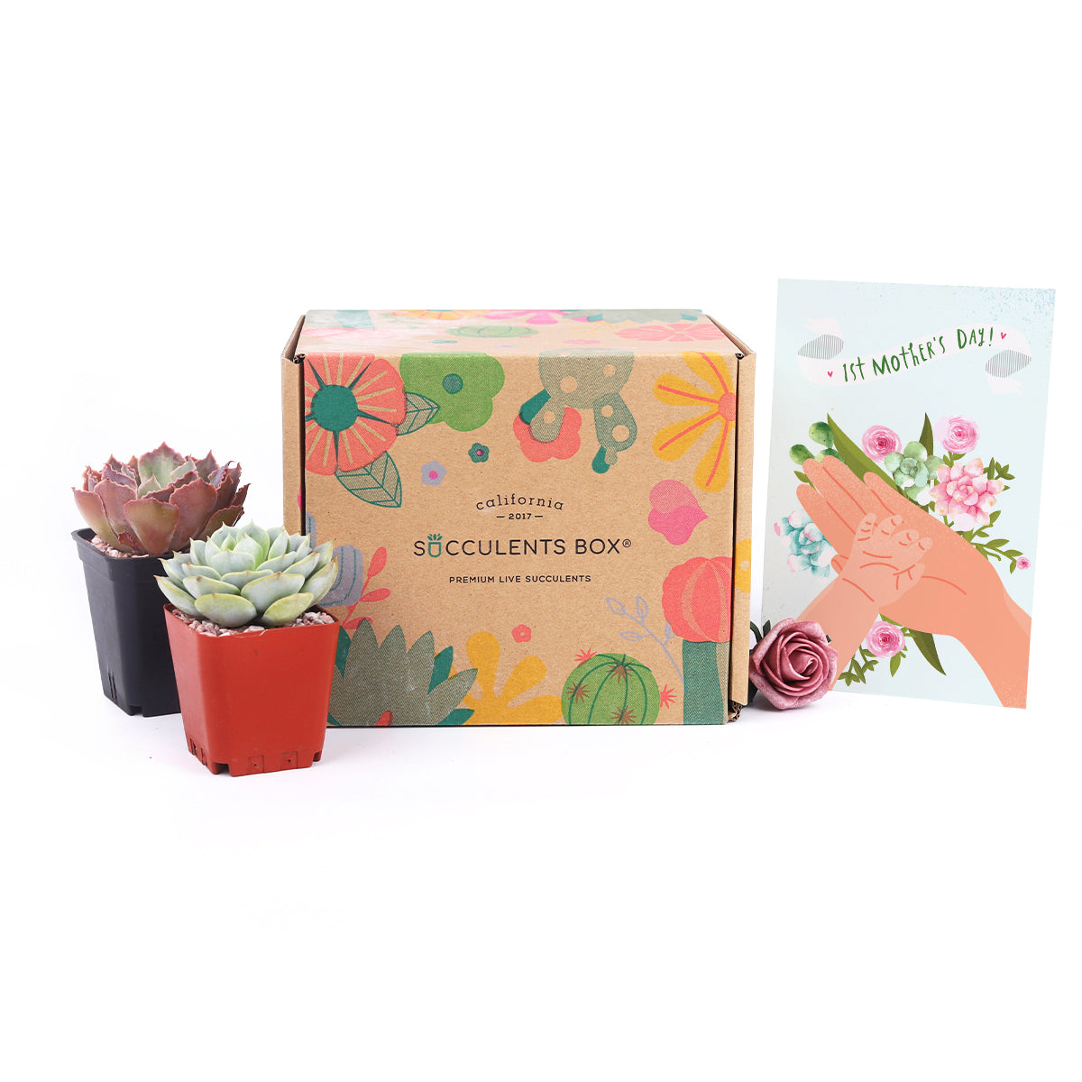 best time of year to buy succulents Gift 2 Succulents/ Month