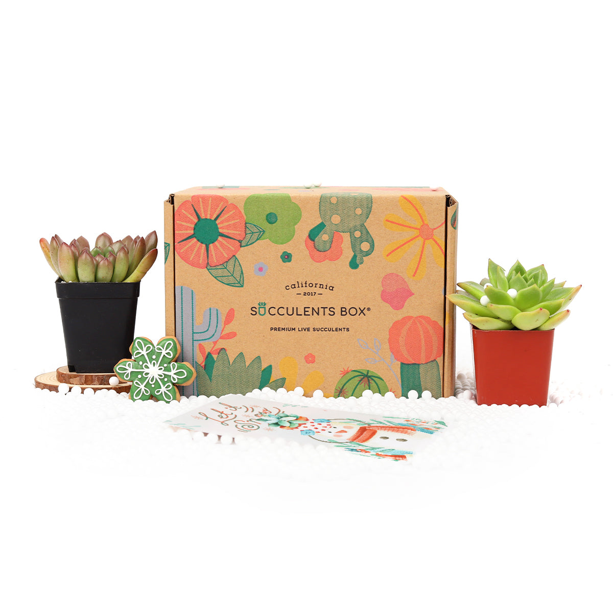 subscription holiday gifts, holiday subscription gifts, christmas subscription box, christmas subscription gifts, subscription box christmas, Succulents for Sale, Succulents Box with Care Guide, Cactus Boxes, Succulent Plant