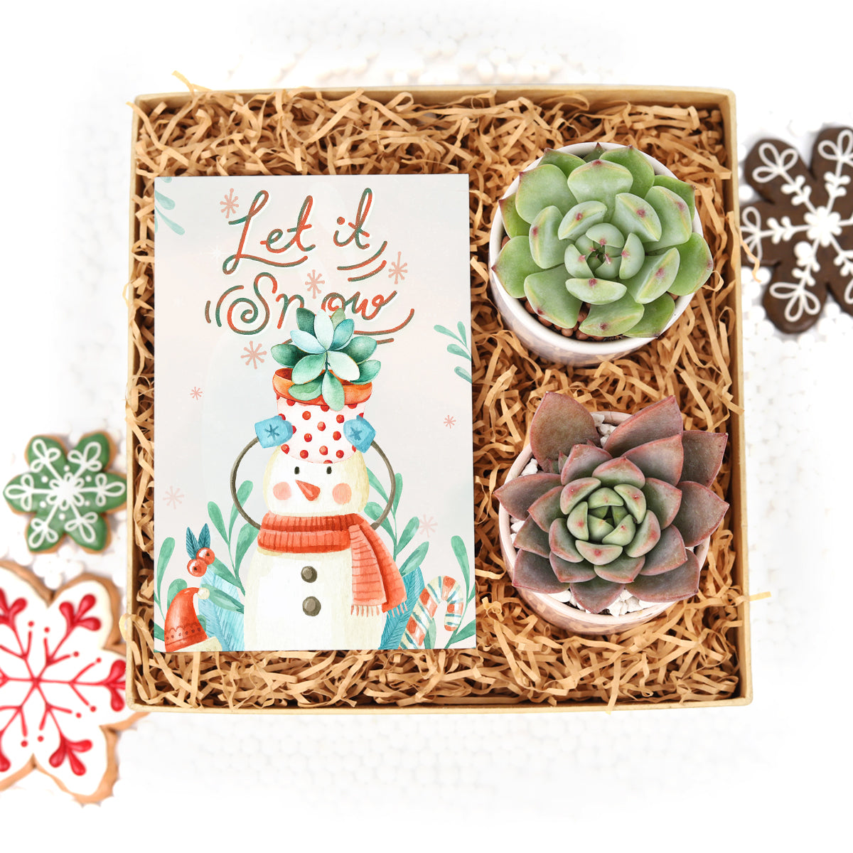 succulents as christmas gift Unique Christmas Gifts: Succulents Gift Box for your Plant Lovers