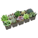 Best Succulents Pack for Beginners, Real Live Potted Succulents, Succulent Plants for beginners, Succulents Pack for sale, Assorted succulents for sale
