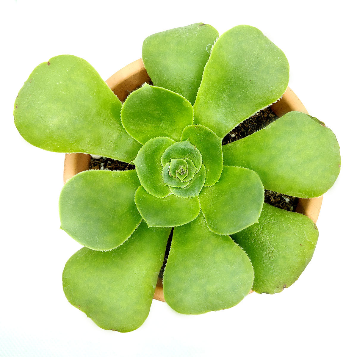 Green Platters, succulents store in CA, succulents garden, succulent care tips, cactus, succulents shop in California, succulent subscription, how to grow succulents, succulent plant, Green Platters in California, How to grow Green Platters