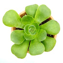 Green Platters, succulents store in CA, succulents garden, succulent care tips, cactus, succulents shop in California, succulent subscription, how to grow succulents, succulent plant