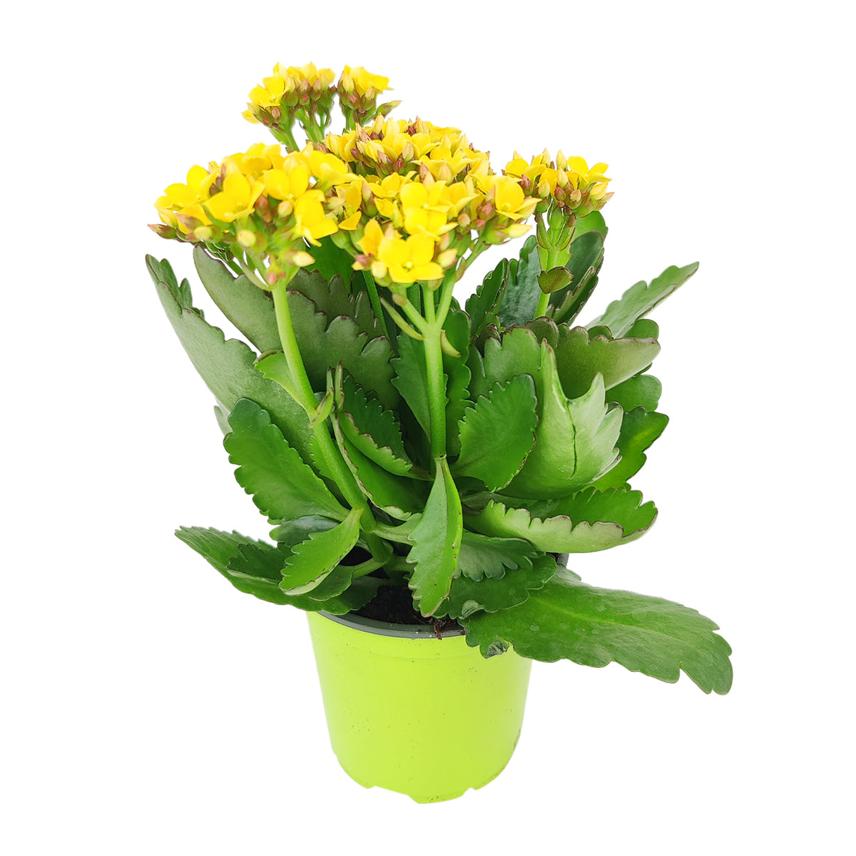 yellow kalanchoe succulent plant Kalanchoe blossfeldiana 'Calandiva Yellow' | Houseplant Decor