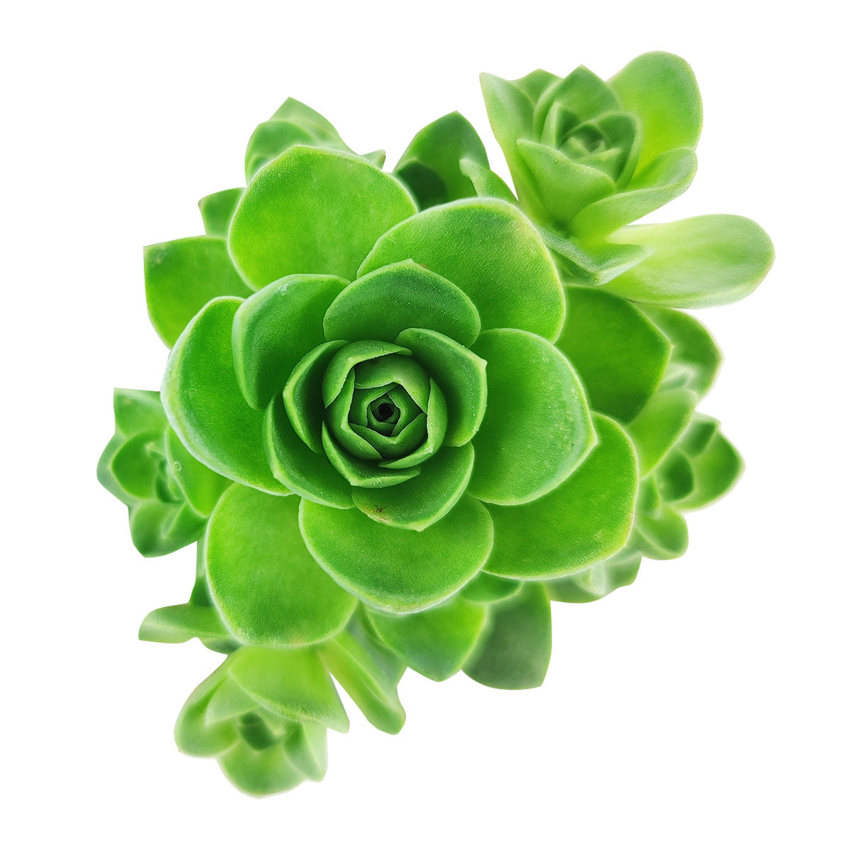 mountain rose succulent for sale Aeonium Aureum Greenovia Mountain Rose