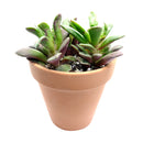 Anacampseros Telephiastrum Succulent Plant for sale, How to care for Anacampseros Telephiastrum, Growing for Anacampseros Telephiastrum, Succulent Gift Box Ideas, Succulent wedding favor